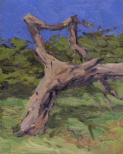 Monterey Cypress (Lands End)