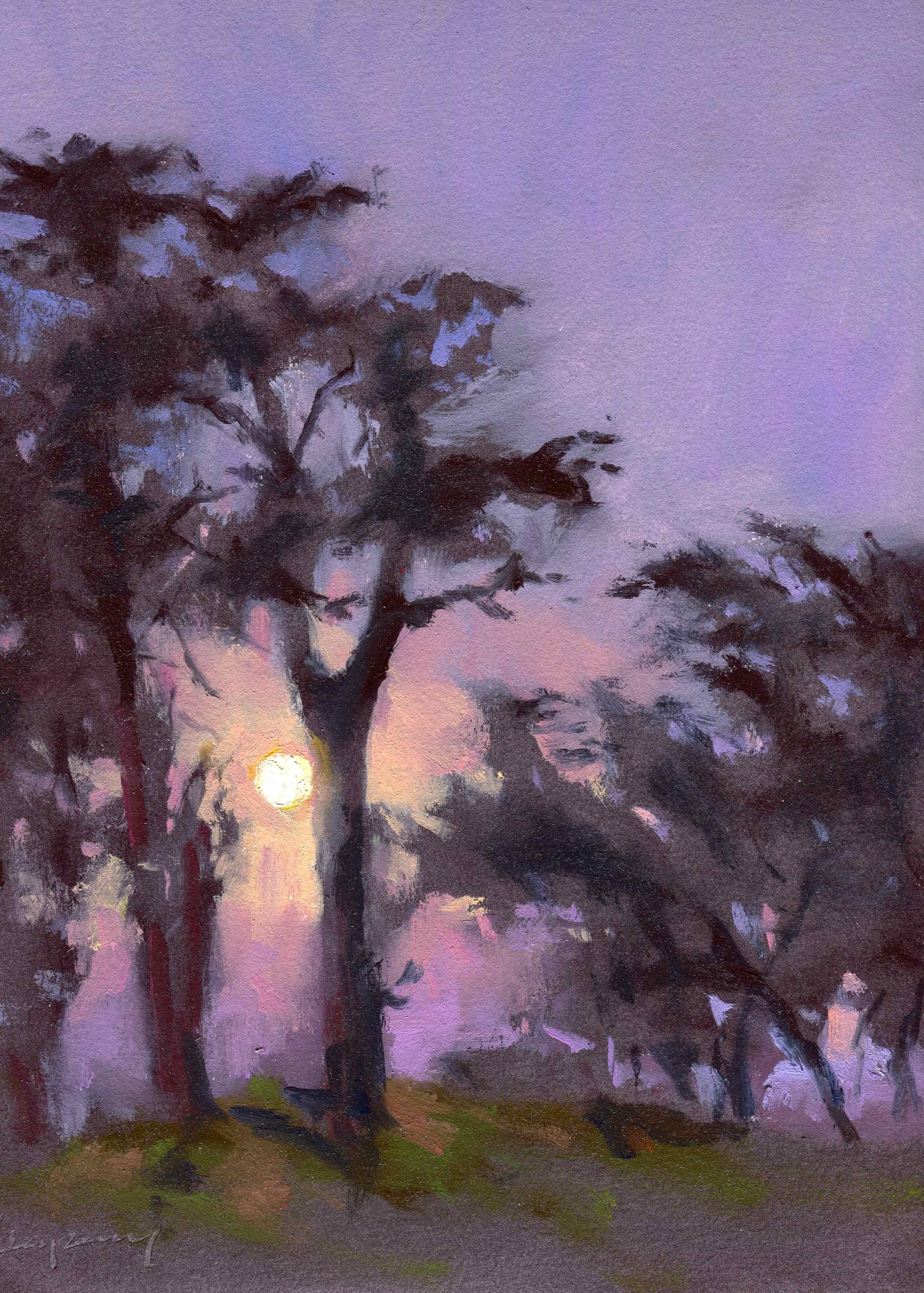 Monterey Cypress Sunset